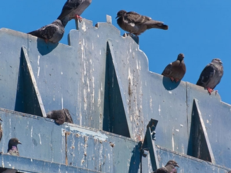 control de palomas en Barcelona