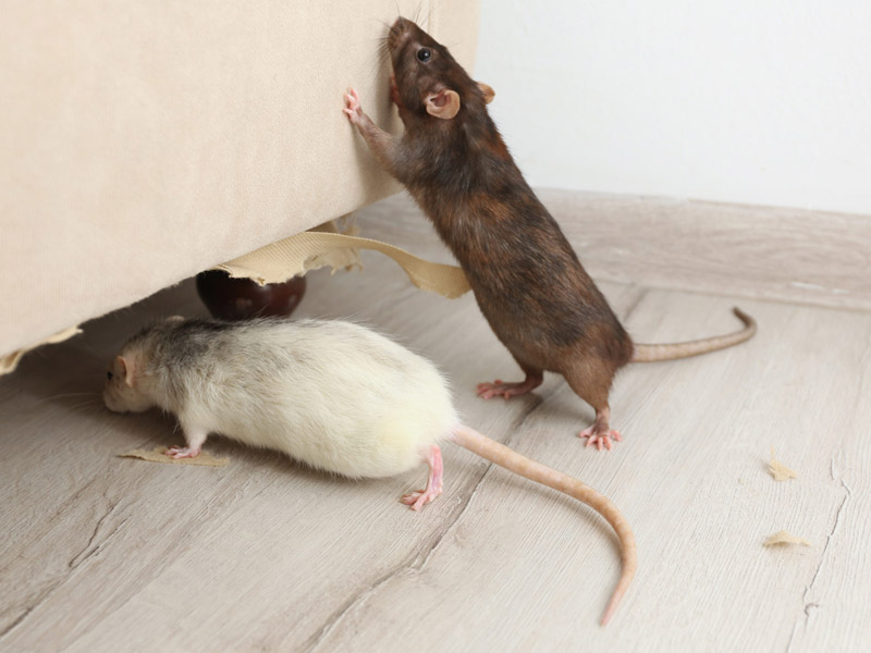 evidencia de tener ratas plaga de ratas en barcelona