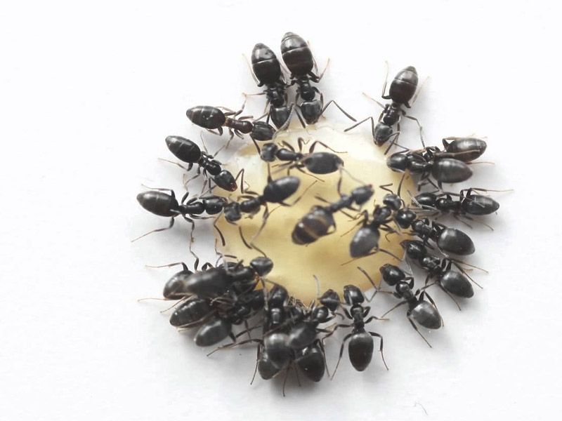 exterminacion de hormigas en barcelona